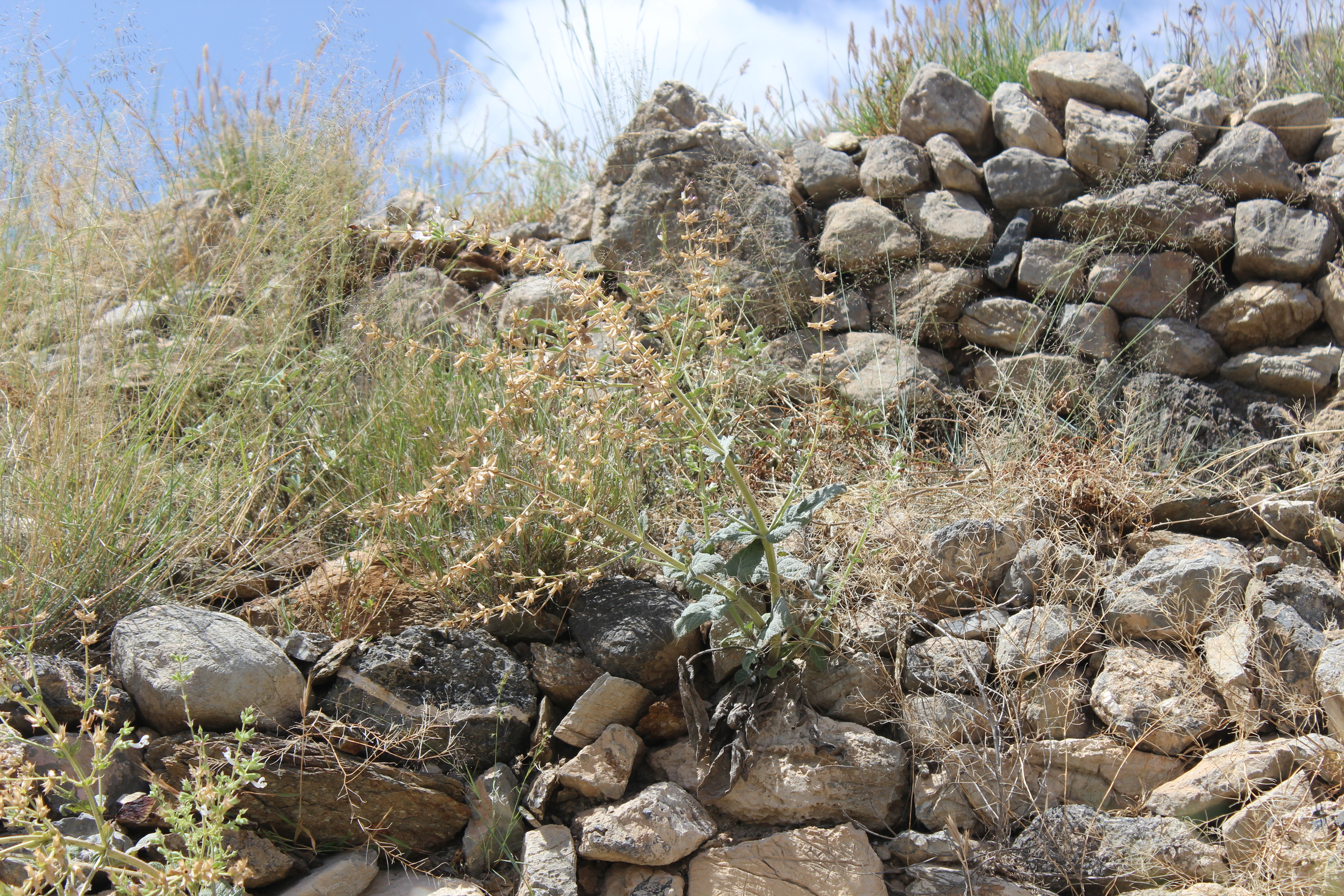 Plant Image